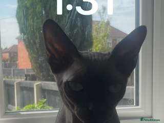 Sphynx cats Stanley - Advert 7