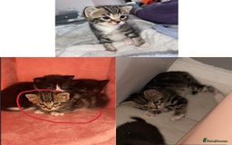 Mixed Breed cats for sale: 2 beautiful kittens left mixed breed - Image 2