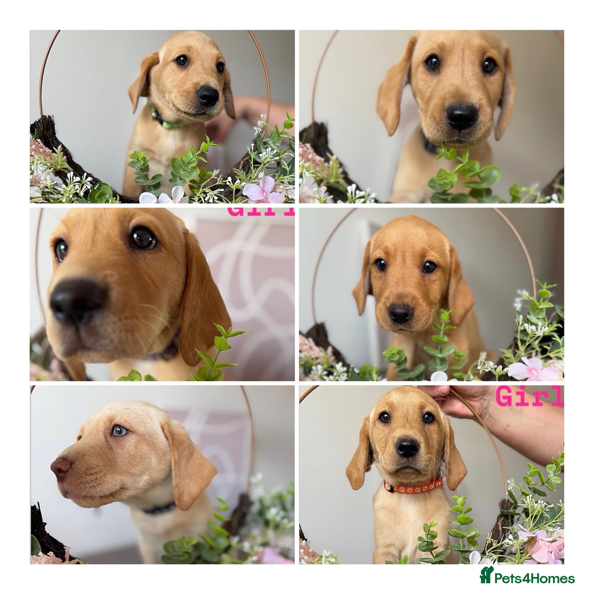 Labrador Retriever dogs 🐾 *******Last 3 girls fox red KC reg *******  🐾  - Advert 1
