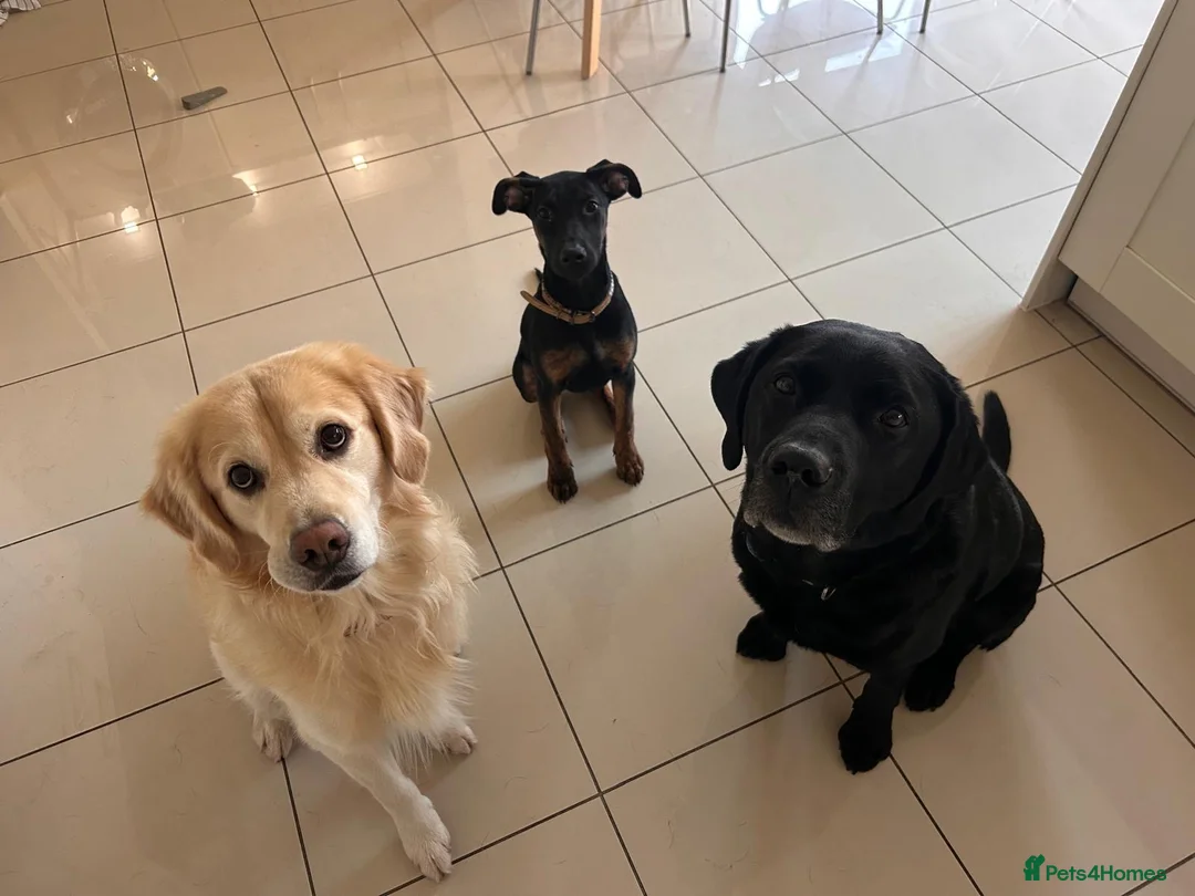 Mixed Breed dogs for sale: 5 month Doberman × Dutch Shepherd female available in Tetbury - Advert 6