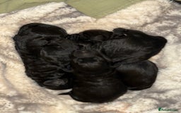 Cockapoo dogs for sale: Cockapoo F1B puppies  - Image 1