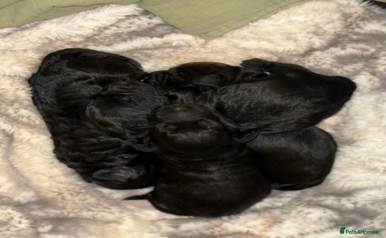 Cockapoo dogs - Advert 1