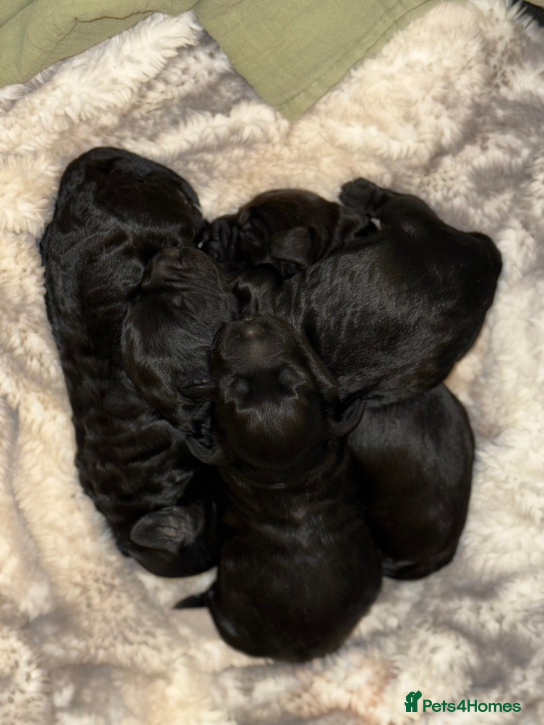 Cockapoo dogs for sale: Cockapoo F1B puppies  - Image 1