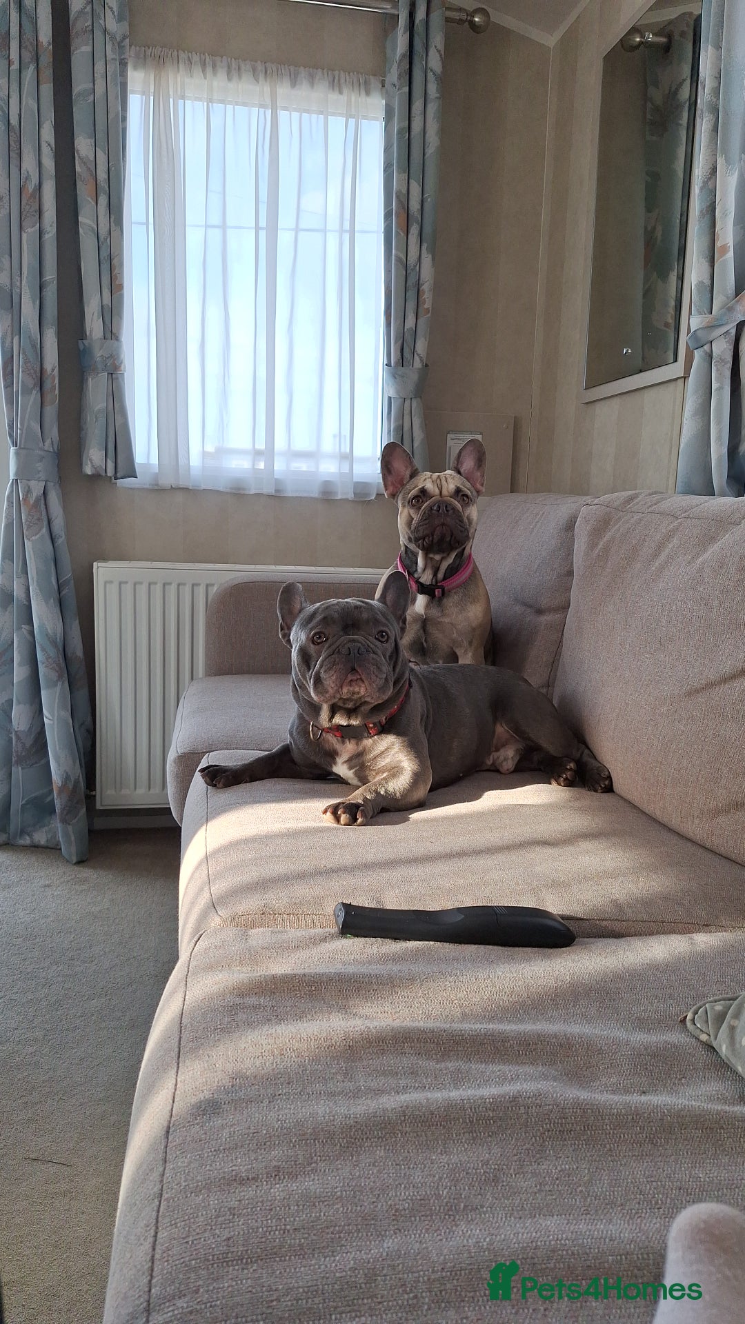 French Bulldog dogs for sale: 5 Beautiful French bulldogs - Image 35