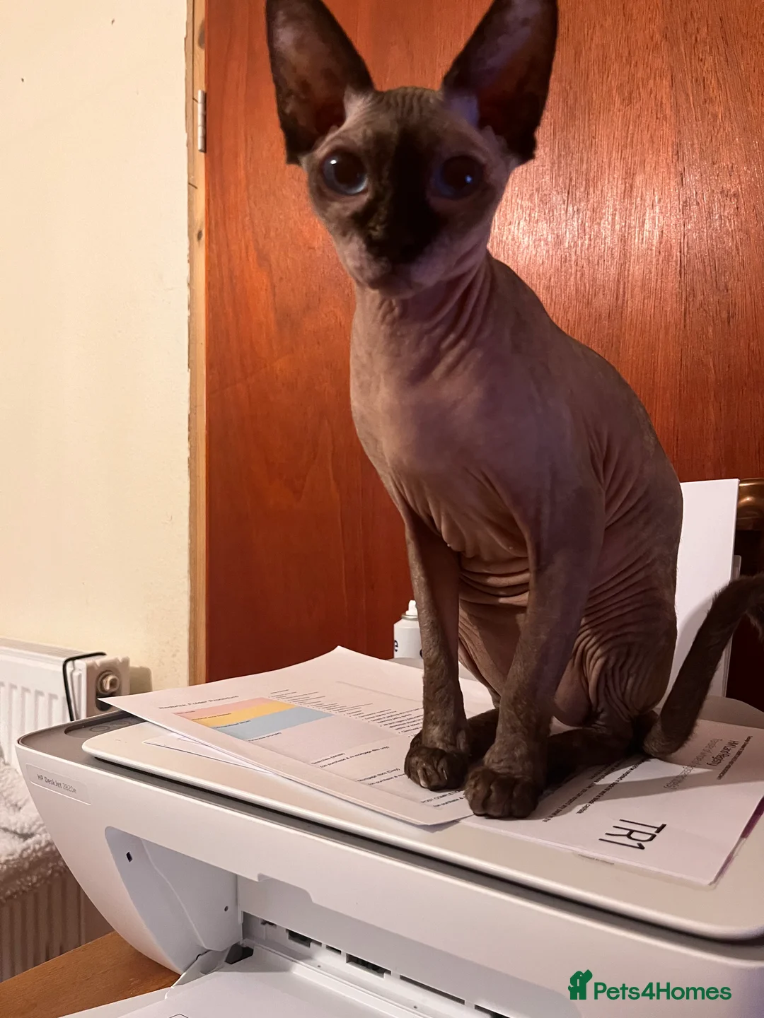 Sphynx cats for sale: Sphynx for sale   - Advert 6