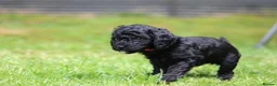 Cockapoo dogs for sale: F1B Cockapoo puppies… **4 still available** - Advert 9