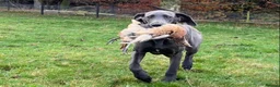 Great Danoodle dogs for sale: Extremely rare greatdoodles  - Advert 5