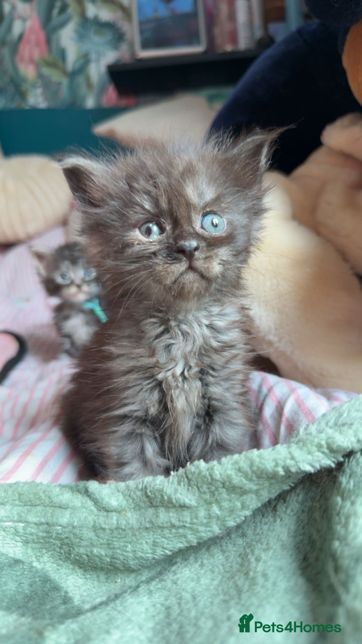 Maine Coon cats TICA registered Mainecoon kittens - Advert 16