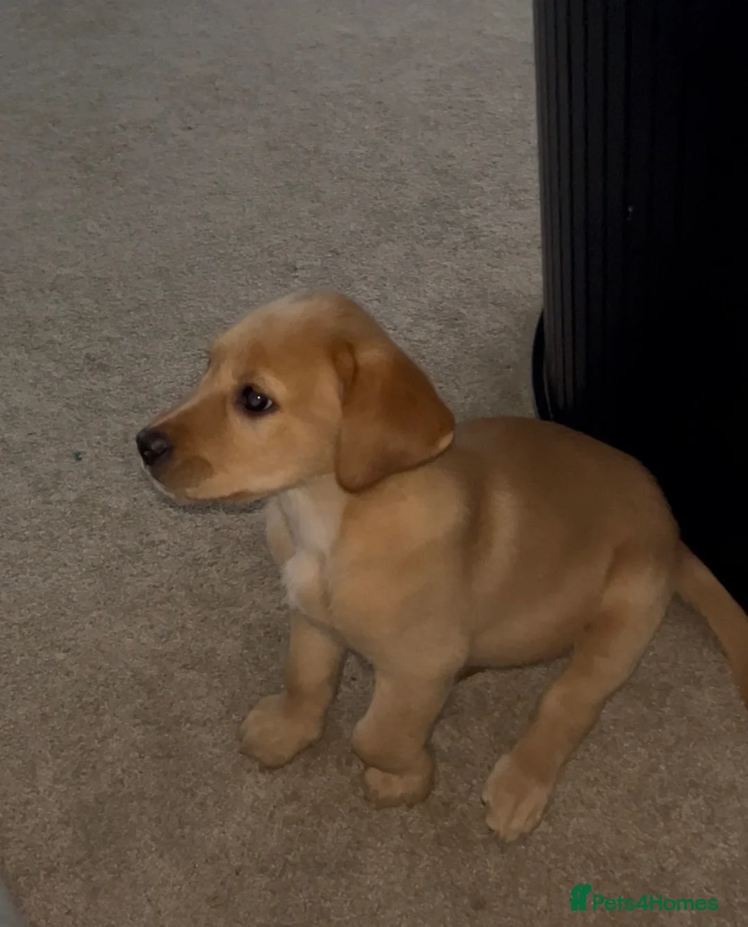 Labrador Retriever dogs for sale: 8 week Labrador retriever KC registered male - Advert 1