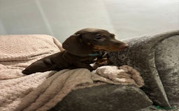 Dachshund dogs for sale: Beautiful standard dachshund litter   - Image 13