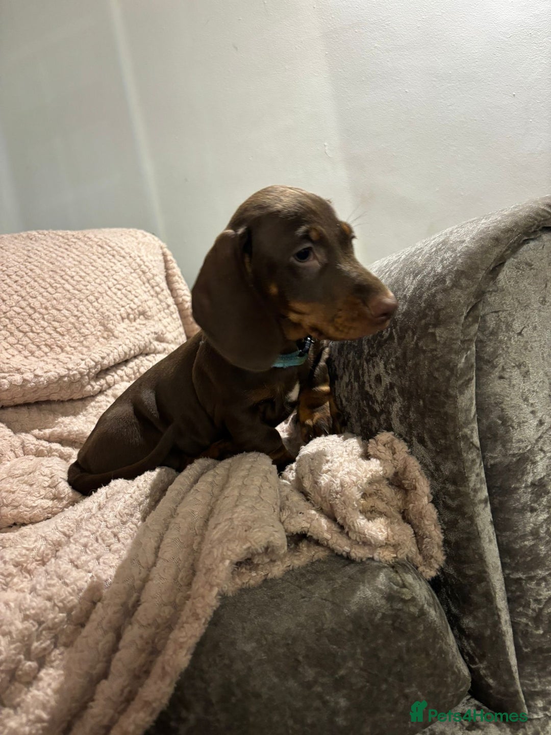 Dachshund dogs for sale: Beautiful standard dachshund litter   - Image 13