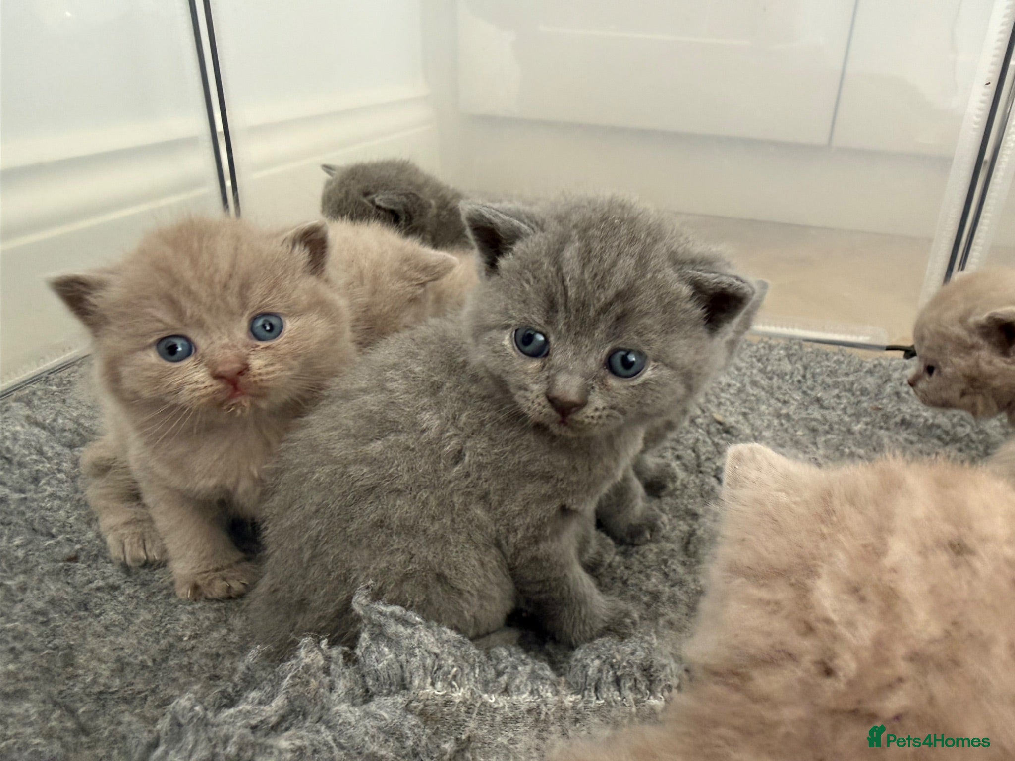 British Shorthair cats 🤍British Shorthair Kittens🤍 - Advert 13
