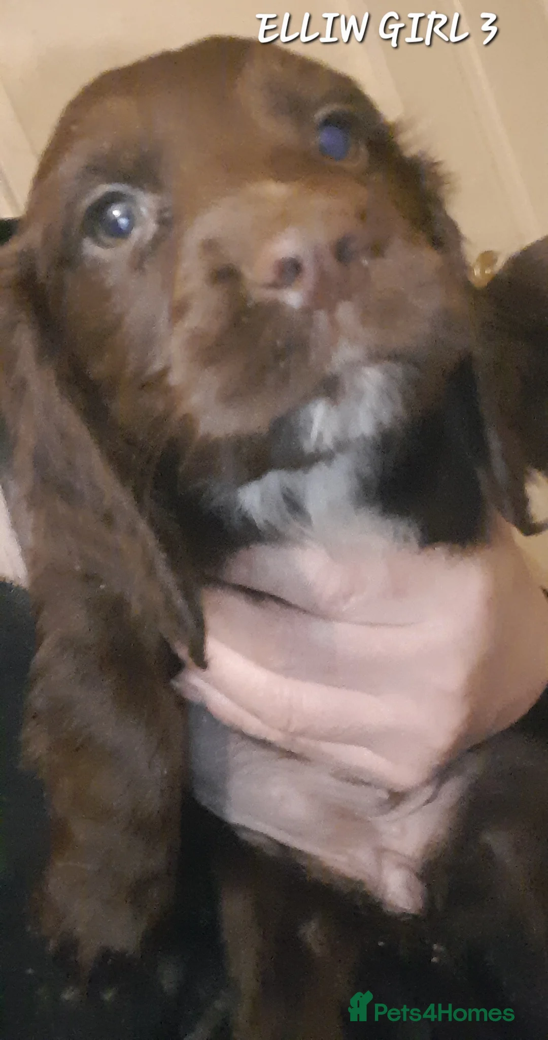 Sprocker dogs for sale: Beautiful Sprocker Litter - Advert 8