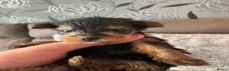 Yorkshire Terrier dogs for sale: Yorkshire Terrier Pups - Advert 13