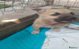 Mixed Breed dogs for adoption: OZZY, a Lovely Puppy Boy - for a Loving Home - Image 8