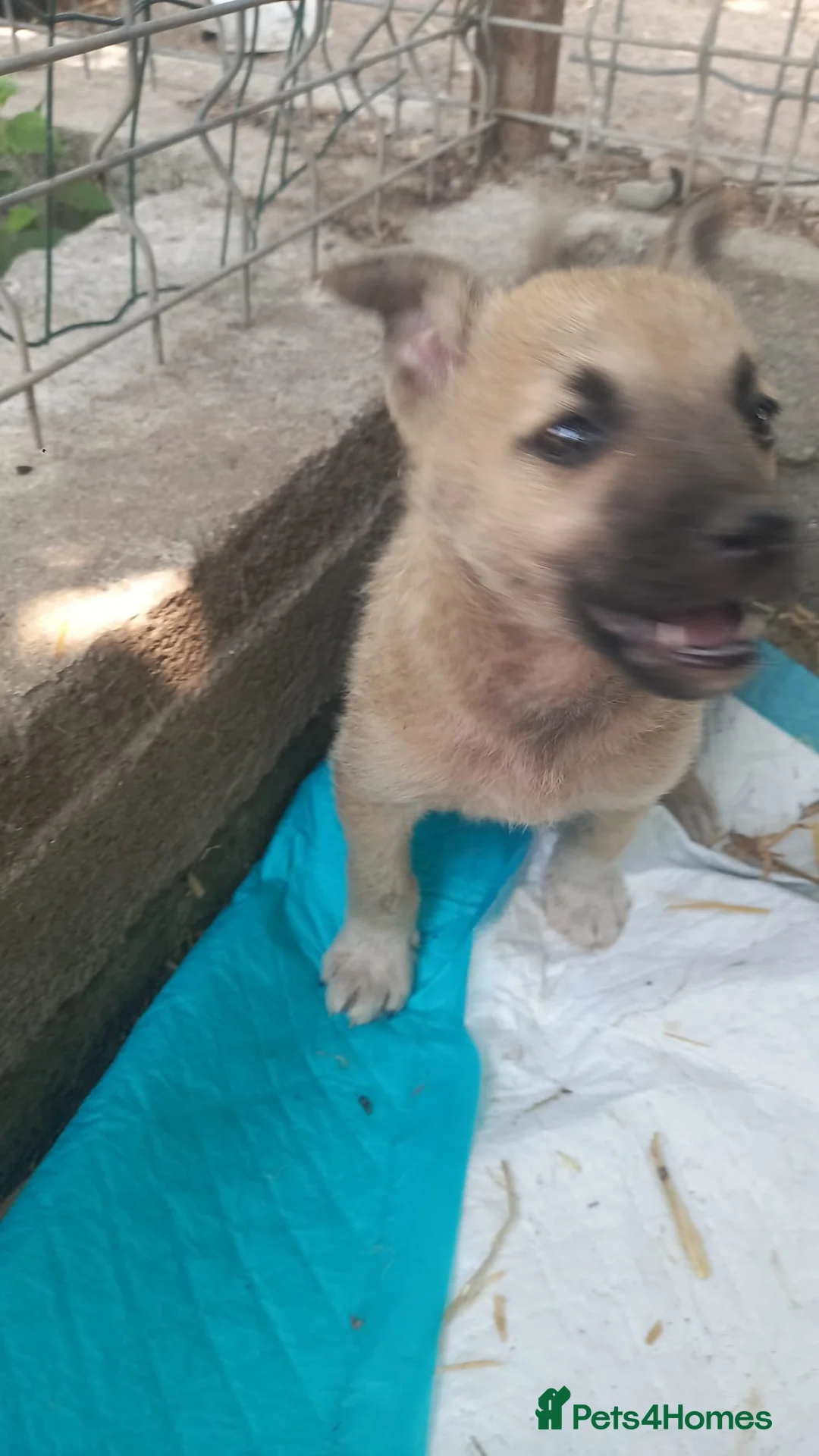 Mixed Breed dogs for adoption: OZZY, a Lovely Puppy Boy - for a Loving Home - Advert 8