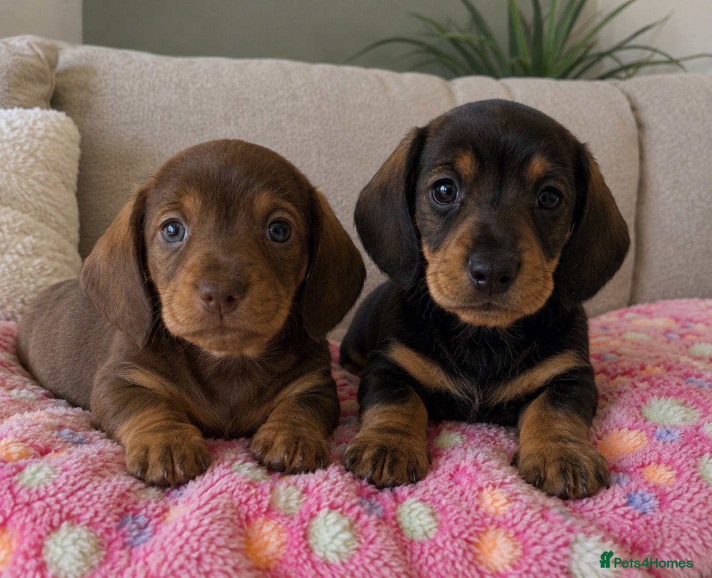 Miniature Dachshund dogs SOMETHING A LITTLE DIFFERENT..MINI DACHSHUNDS  - Advert 16