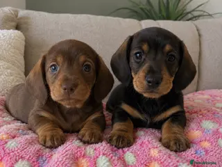 Miniature Dachshund dogs SOMETHING A LITTLE DIFFERENT..MINI DACHSHUNDS - Advert 16