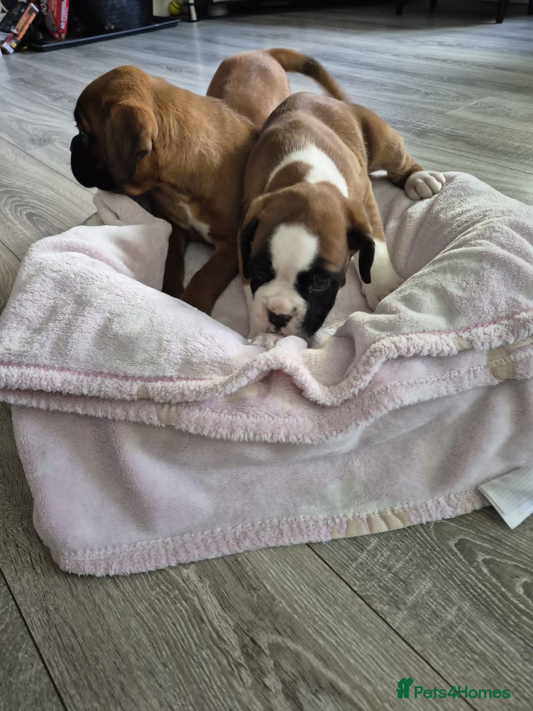 Boxer dogs for sale: KCR pups for sale  - Image 5
