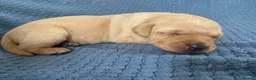Labrador Retriever dogs for sale: Stunning Labrador Puppies–working bloodlines in Holyhead - Advert 2