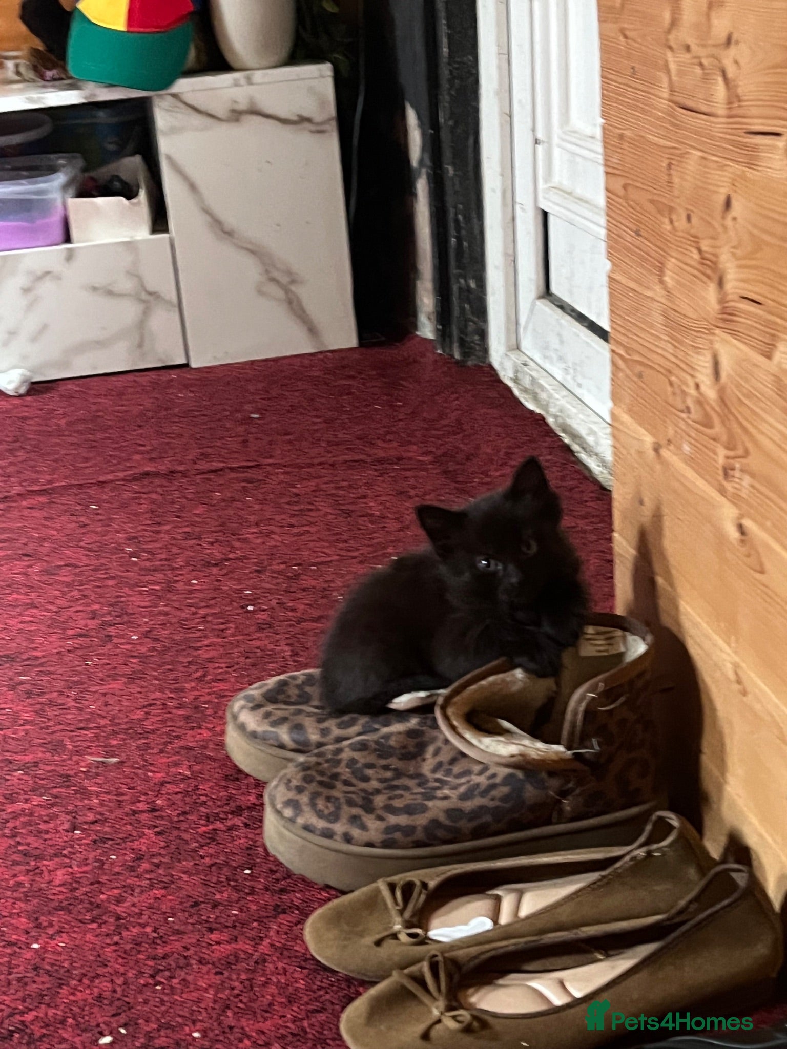 Mixed Breed cats Four black kittens looking for loving homes  - Advert 14