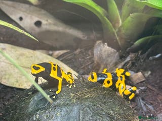 Frog reptiles Bumblebee dart frogs inc set up, 2yrs old pair - Advert 1