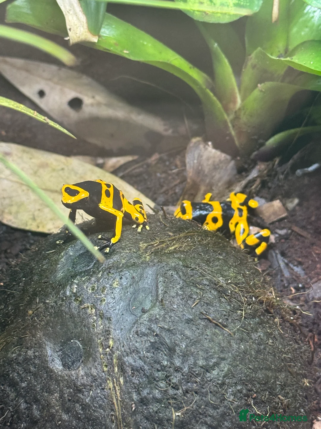 Frog reptiles for sale: Bumblebee dart frogs inc set up, 2yrs old pair  - Advert 1