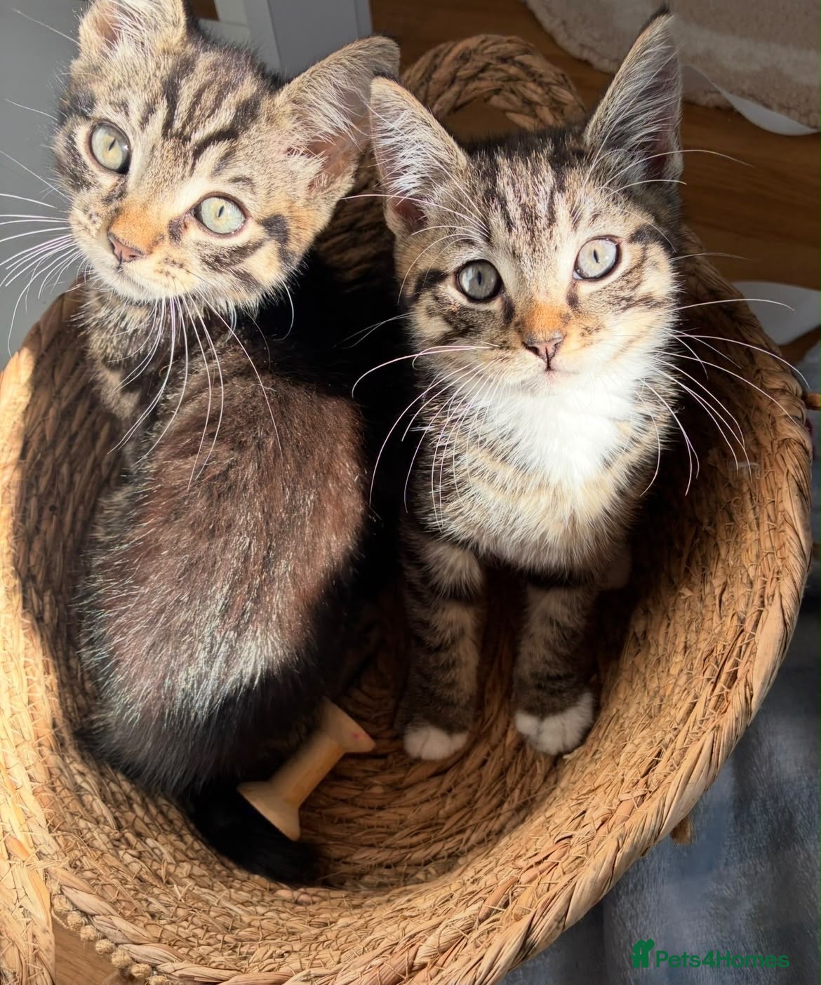 Mixed Breed cats for sale: 5 Beautiful kittens for sale - Advert 14