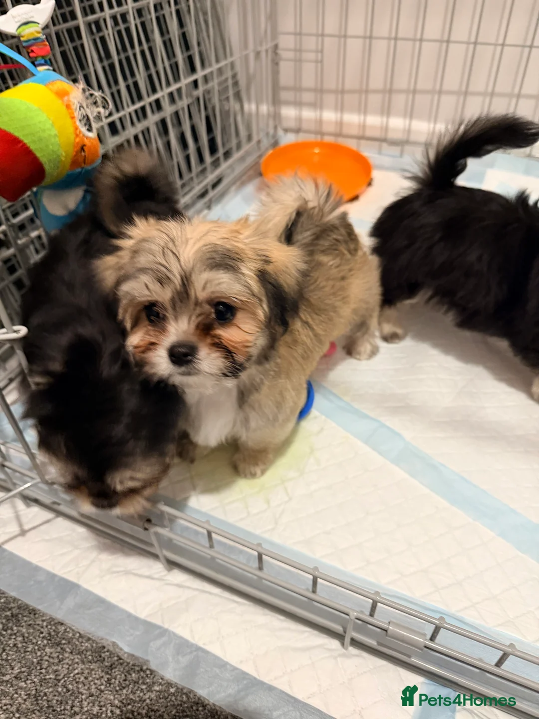 Mixed Breed dogs for sale: Ready now Malchi fluffy puppies  - Advert 11