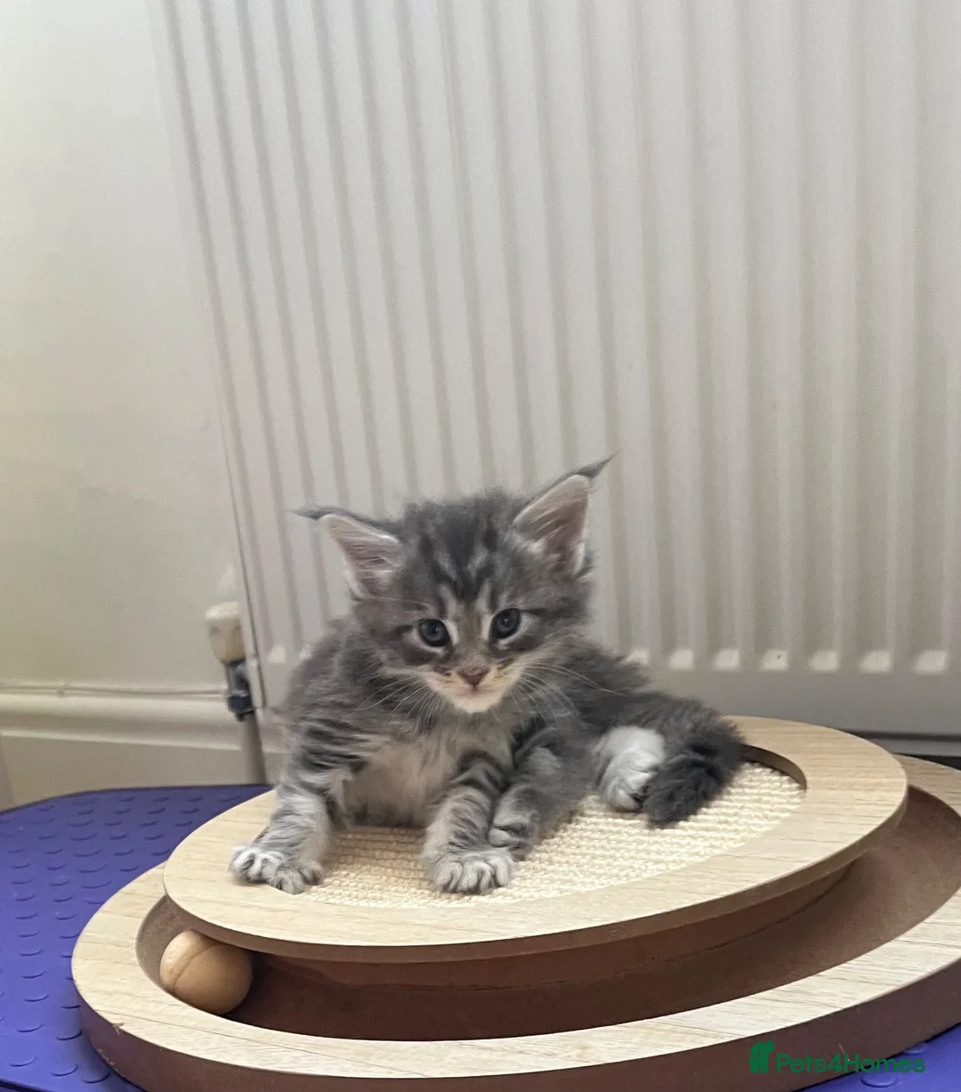 Maine Coon cats for sale: Maine coon kittens  in Leigh-on-Sea - Advert 2
