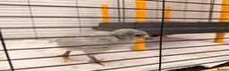 Mixed Breed birds for sale: 🐣 [Show-Quality & Healthy Chicks for Sale] - Advert 13