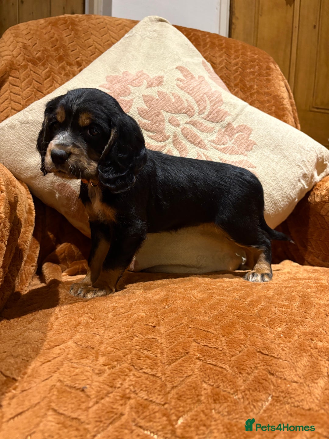 Cocker Spaniel dogs for sale: Cocker spaniels  - Image 4