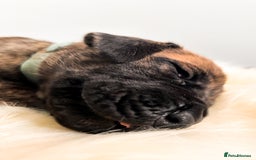 Great Dane dogs for sale: 🌟  Great Danes born 4th of August 2025 🌟 - Image 17