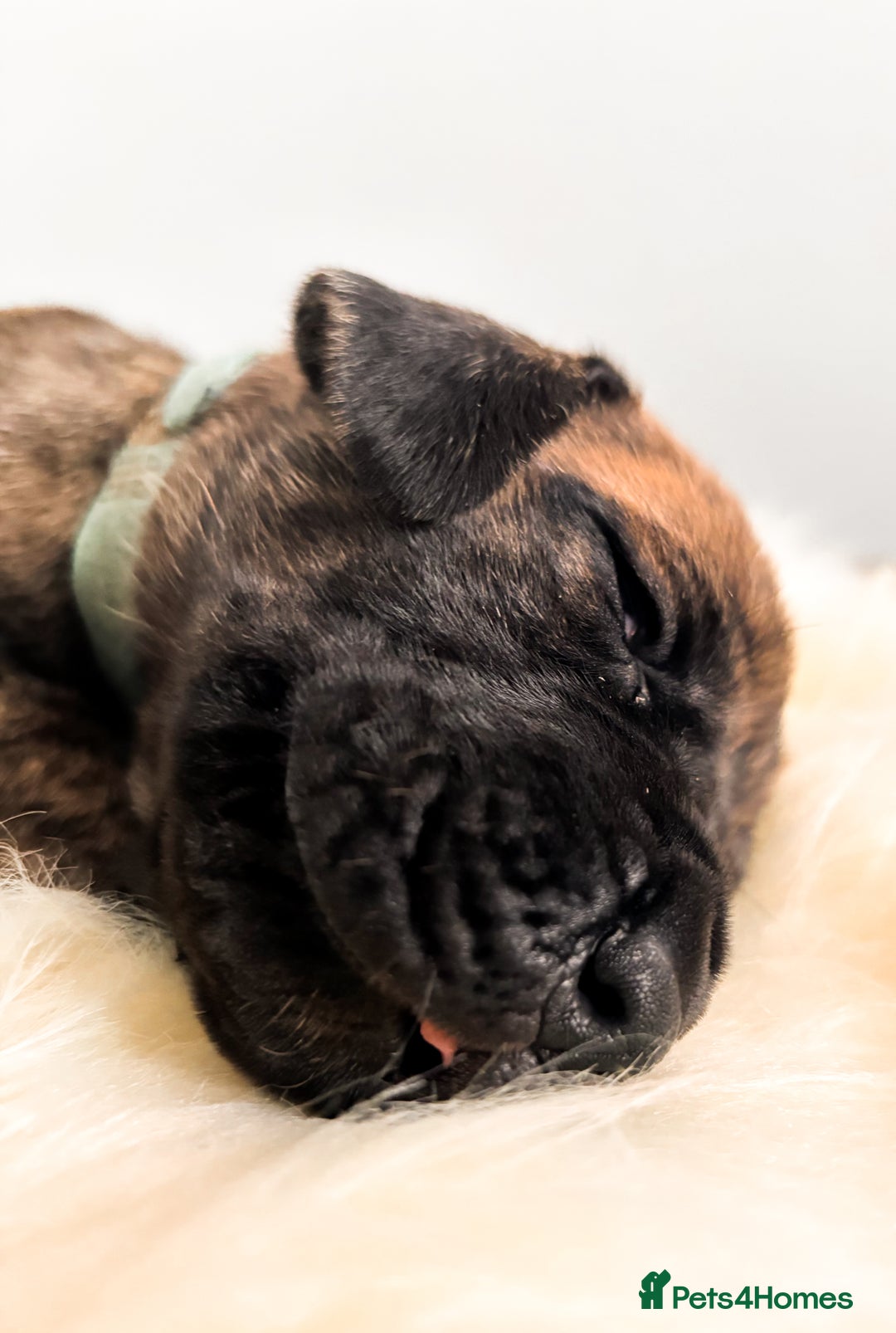 Great Dane dogs for sale: 🌟  Great Danes born 4th of August 2025 🌟 - Image 17
