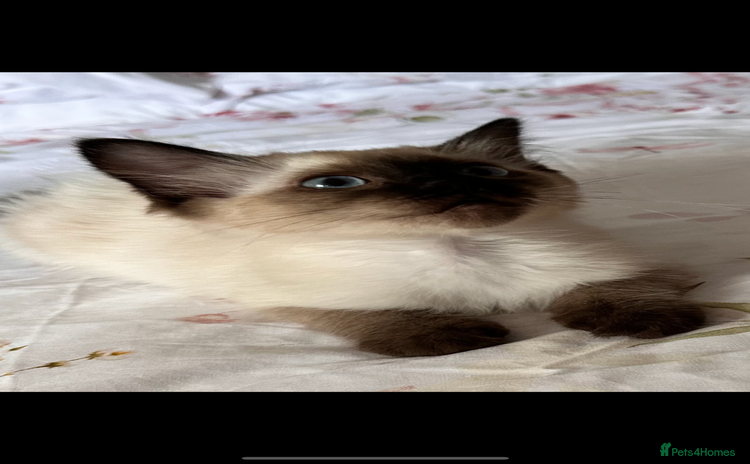 Ragdoll cats - Advert 8