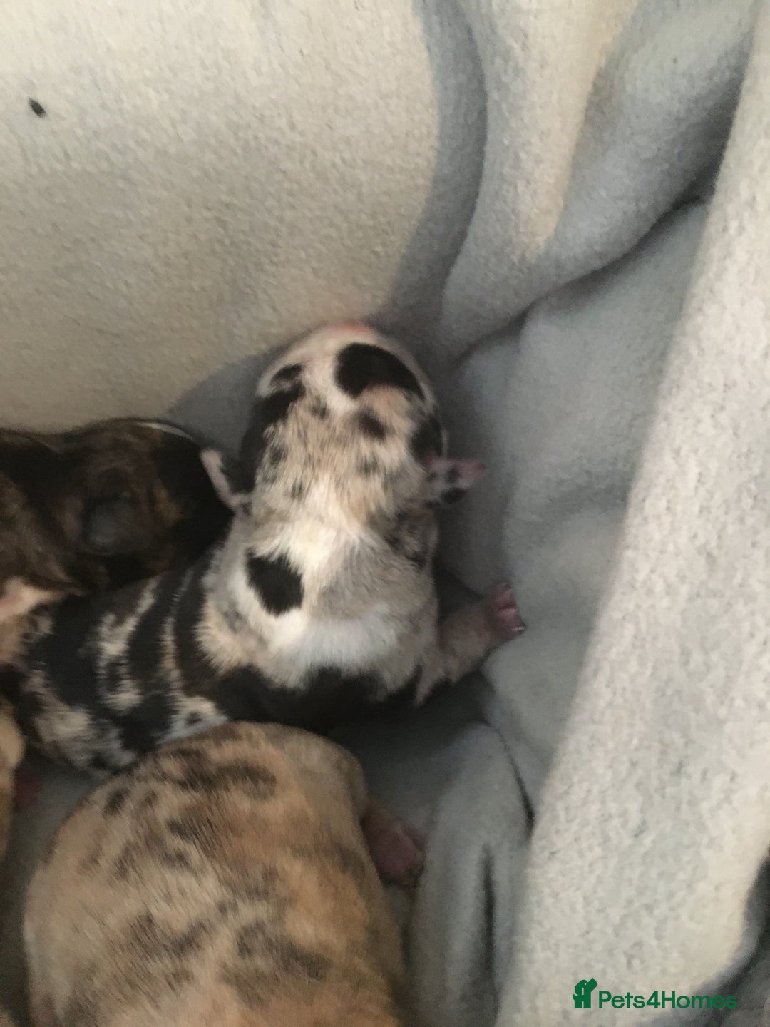 American Bully dogs for sale: Micro Merle bullys - Image 11