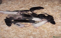 Rat rodents for sale: Beautiful baby rats  - Image 3