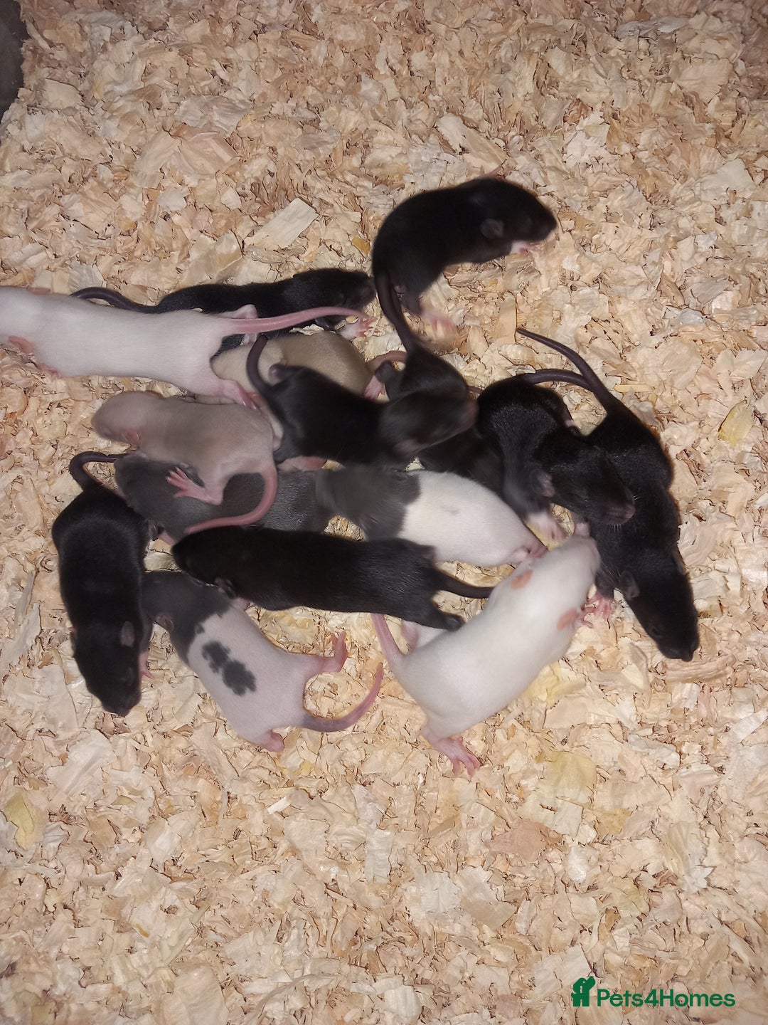 Rat rodents for sale: Beautiful baby rats  - Image 3