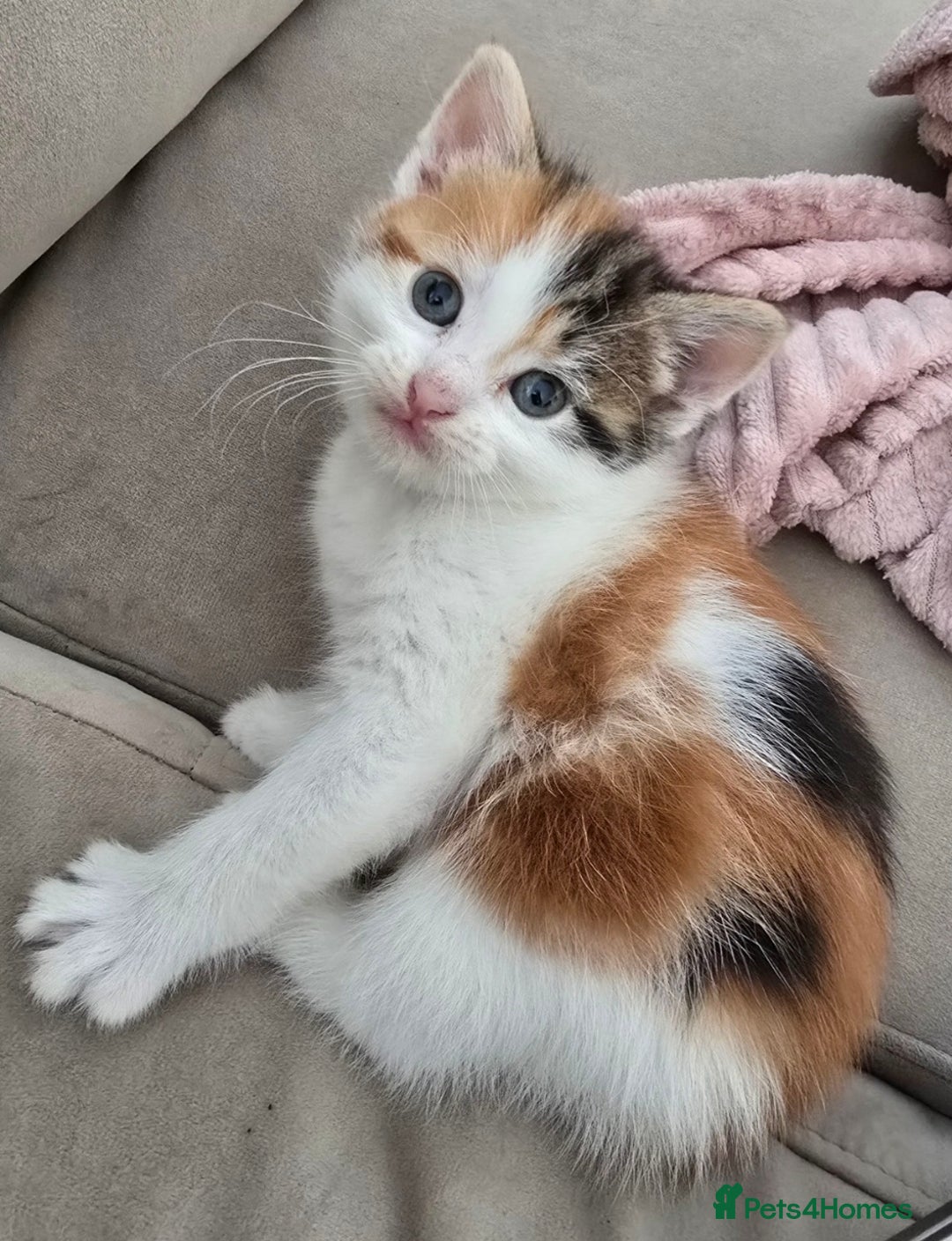 Mixed Breed cats for sale: Fluffy kittens - Image 6