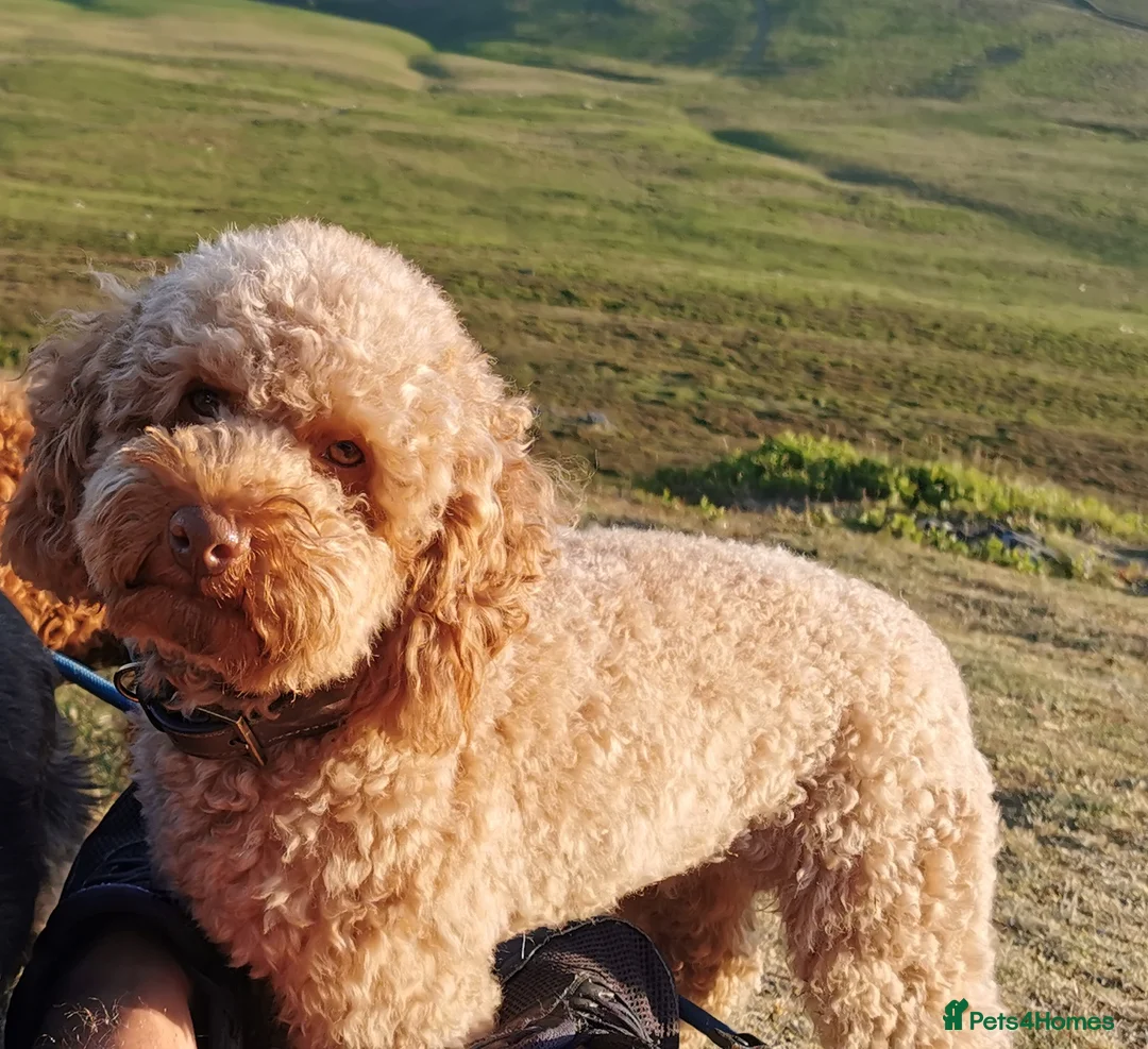 Toy Poodle dogs for stud: ☆Monty - KC Registered TOY POODLE ☆ in Lydney - Advert 23
