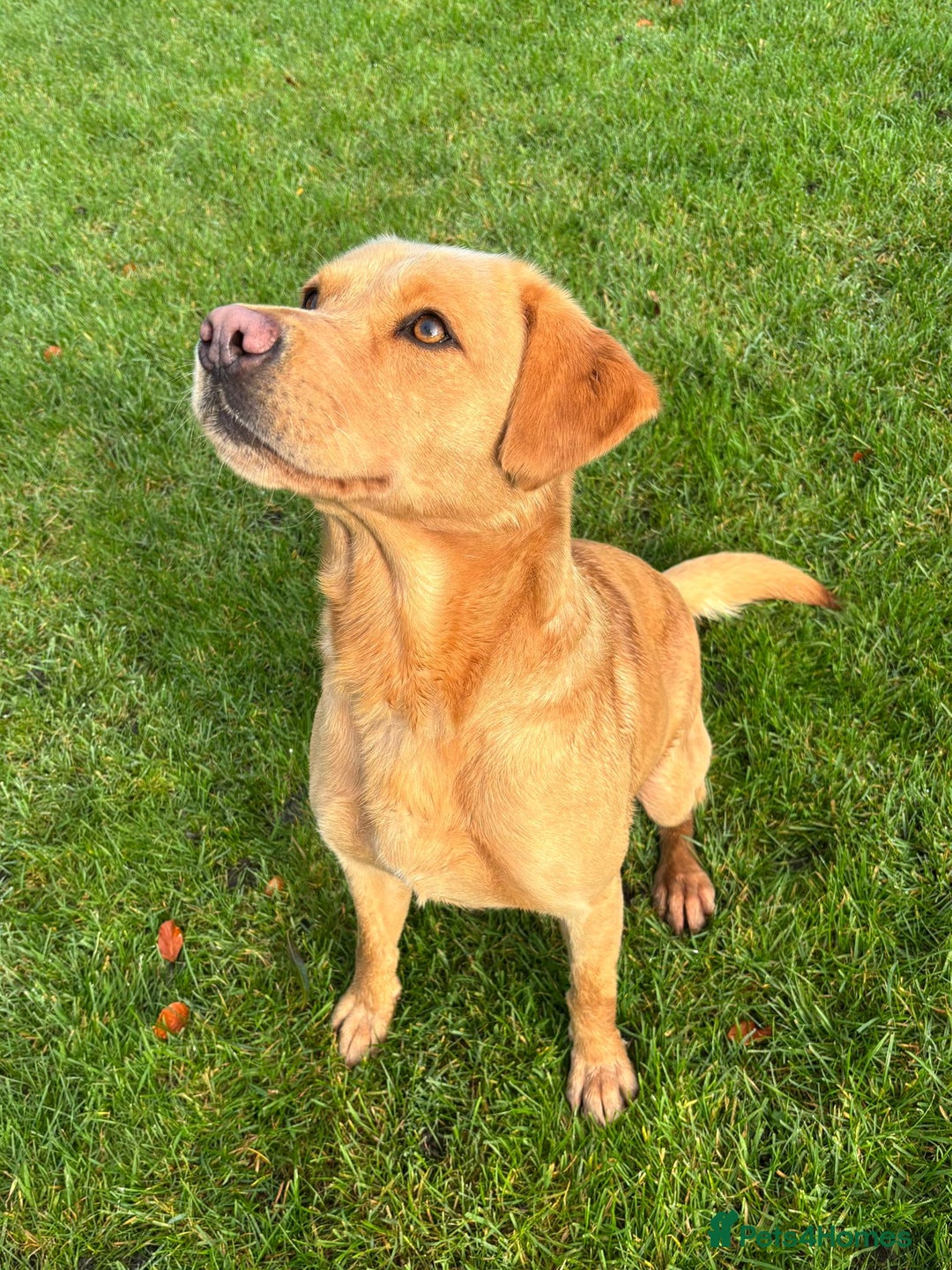 Labrador Retriever dogs for sale: Brockwell Gundogs  - Image 12