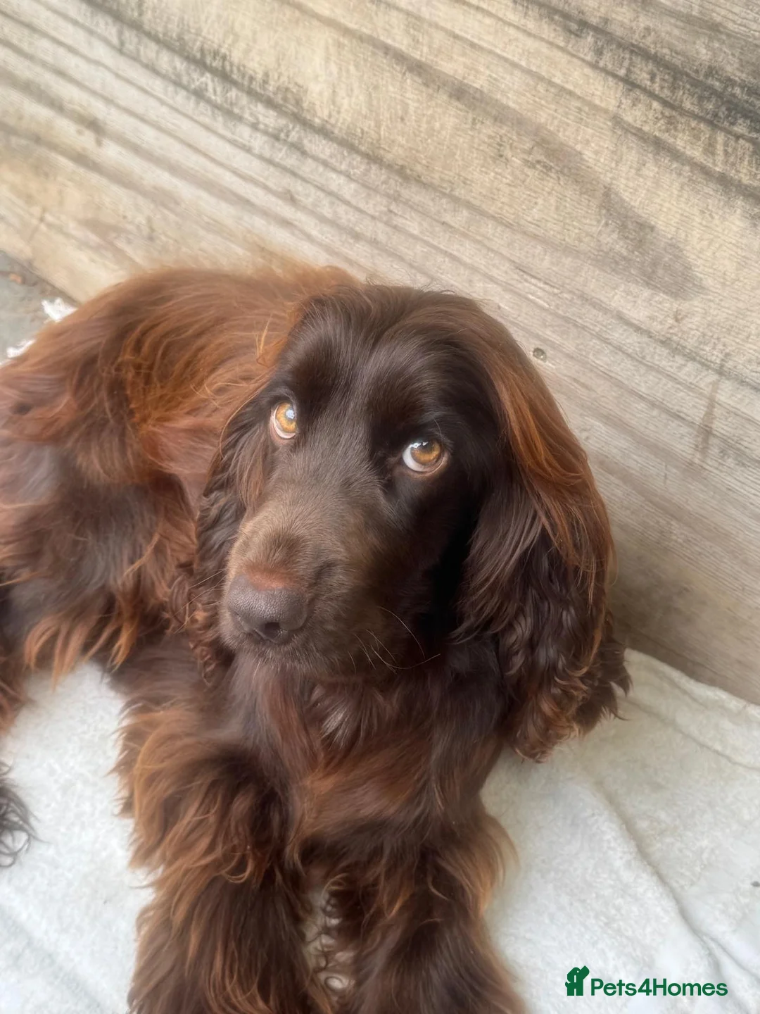 Cocker Spaniel dogs for sale: Cocker spaniel puppies looking for a loving home - Advert 2