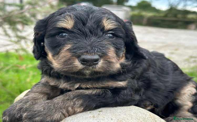 Bernedoodle dogs - Advert 1