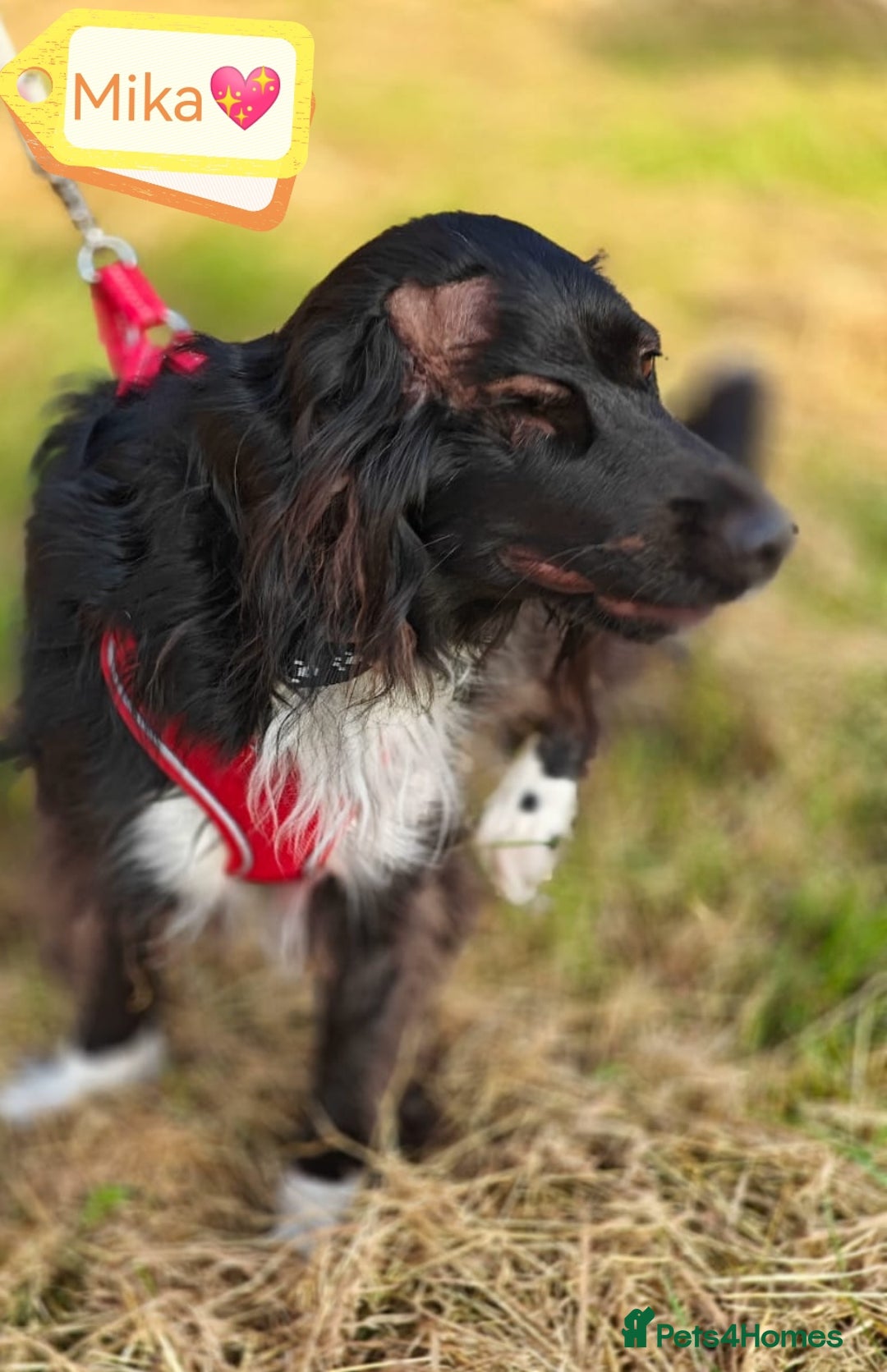 Cocker Spaniel dogs for adoption: 💖🐶 MIKA 🐶💖 - Image 2