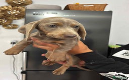 Miniature Dachshund dogs for sale: These 3 beautifull miniature dachshunds - Image 2