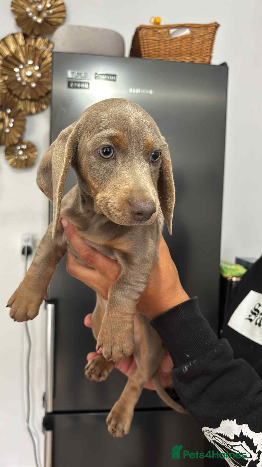Miniature Dachshund dogs for sale: These 3 beautifull miniature dachshunds - Image 2