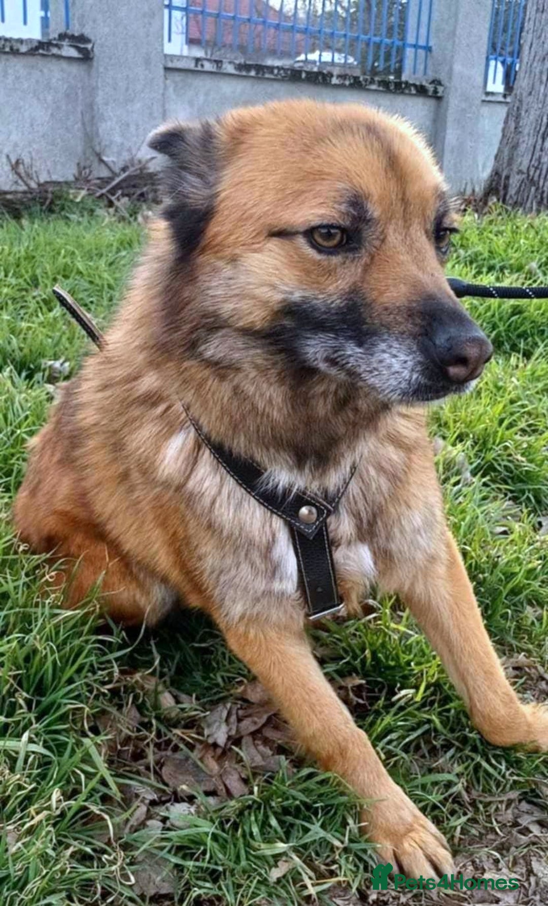 Mixed Breed dogs for adoption: 🐾 Happy – four years dreaming of a home 💛 - Advert 4