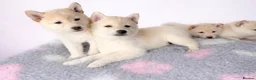 Japanese Shiba Inu dogs for sale: Japanese Shiba Inu Puppies Looking for Family Home - Advert 7