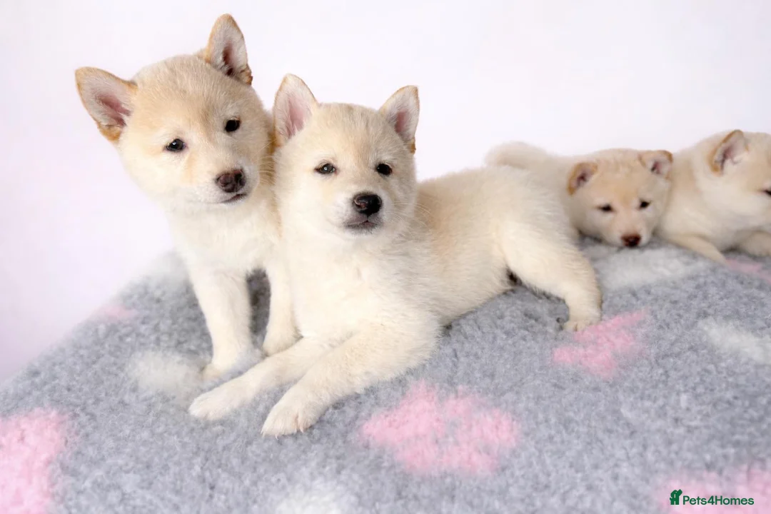 Japanese Shiba Inu dogs for sale: Japanese Shiba Inu Puppies Looking for Family Home - Advert 7