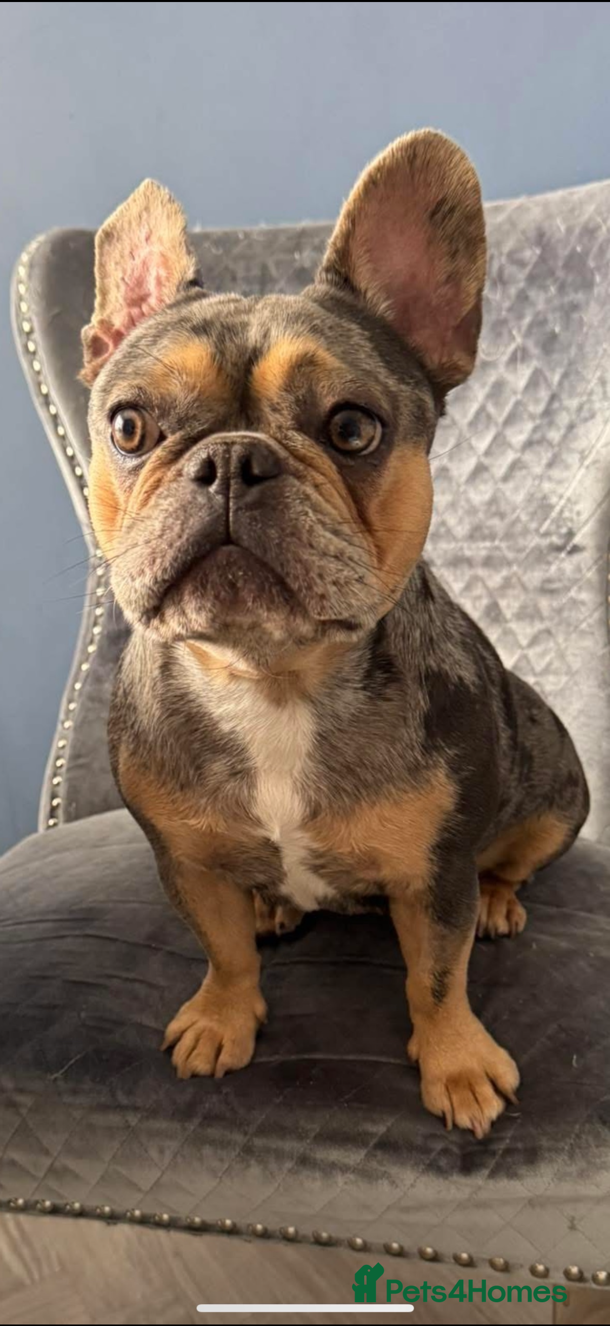 French Bulldog dogs French bulldog puppies - ready end of feb - Advert 1